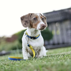 Max & Molly Urban Pets Нашийник для собак Max & Molly Smart ID Collar Matrix Yellow, S