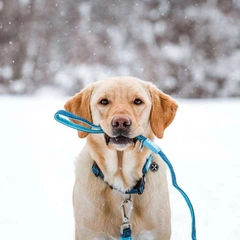 Max & Molly Urban Pets Нашийник для собак Max & Molly Smart ID Collar Matrix Sky Blue блакитного кольору, S