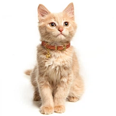 Barksi Нашийник для Котів Шкіряний Classic Одинарний із Золотим Тисненням Море Червоний 10 мм 18-25 см (580023)