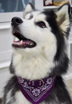 Xtep Нашийник-бандану для собак і кішок Purple Size S