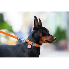Collar Нашийник для собак водостійкий WAUDOG c QR паспортом, Ш 25 мм, Довжина 38-58 см, помаранчевий