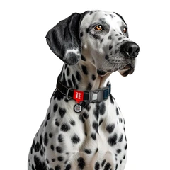 Collar Нашийник для собак нейлоновий WAUDOG з QR паспортом, S, Ш 15 мм, Довжина 25-35 см чорна