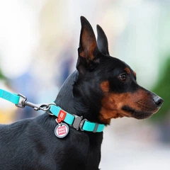 Collar Нашийник Waudog 25-35 см 15 мм ментоловий (світится у темряві) з водовідштовхувального матеріалу пряжка метал