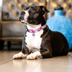 Max & Molly Urban Pets Нашийник для собак Max & Molly Smart ID Collar Cherry Bloom з принтом Вишневе цвітіння, XS