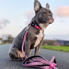 Max & Molly Urban Pets Нашийник для собак Max & Molly Smart ID Collar Leopard Pink з леопардовим принтом, L