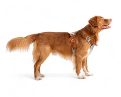 Шлея для собак Alpha 360 Woolly Wolf (M, Glacier Green Mix)