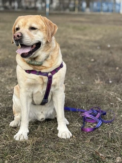 Шлея для собак анатомічна Н-подібна WAUDOG Nylon Mono з QR паспортом, світловідбивна, з двома фастексами, фіолетова, розмір S