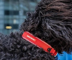 Нашийник для собак EzyDog Neo Classic Red XSmall 30-33 см