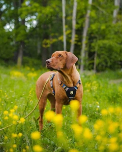 Повідець Woolly Wolf, Rope Leash Pistachio 180 см 8 мм