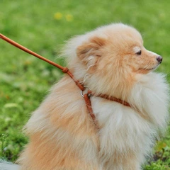 Collar Шлея з повідцем для собак шкіряна WAUDOG Soft з QR паспортом, кругла, Д 6 мм, А 26-46 см, В 30-50 см коричневий
