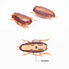 Без бренду Інтерактивна іграшка для котів тарган що рухається Cockroach