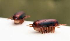 Без бренду Інтерактивна іграшка для котів тарган що рухається Cockroach