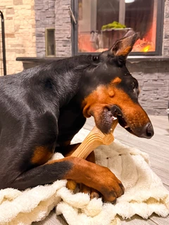 Іграшка для собак Ріг жувальний WAUDOG Fun Wooden, дерево, полімер, розмір L (6257)