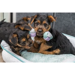Іграшка Trixie Junior Rope Dumbbell для цуценят Гантель з канатом котон 15 см