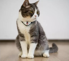 Нашийник для котів Cheerble KiTiDOT Black Collar з лазерною іграшкою