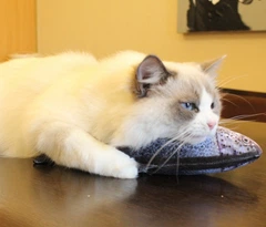 Без бренда Риба іграшка для кота плюшева 3D Форель CatNip з котячою м'ятою 30 см