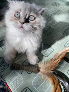 Іграшка для котів GiGwi Catnip Спресована котяча м'ята з пером, перо, котяча м'ята, 8 см (75334)