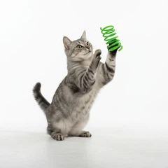 Без бренду Іграшка для котів, котенят пружинка, спіраль 5 см