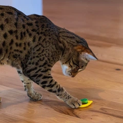 Outward Hound Іграшка для котів Catstages Lemon Teether