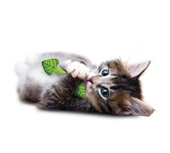 Іграшка для котів з м'ятою Outward Hound Petstages Fresh Breath Mint Stick, 11.5 см