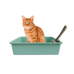 Туалет для кішок Taotaopets 263303-2 Mint Green з лопаткою