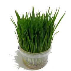 Насіння трави для котів Стандарт 100 грамів OGOROD