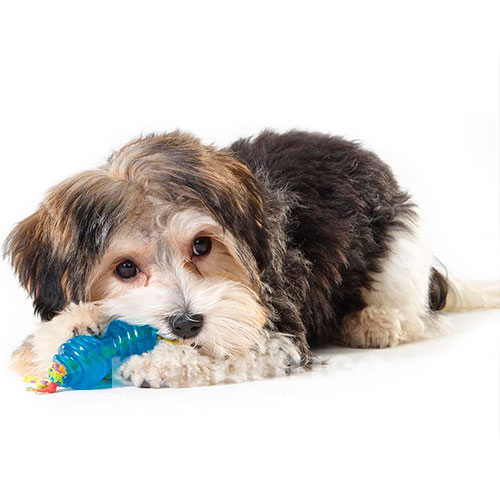 Petstages Orka Chew Pair "Кісточка та гантель" для собак малих порід