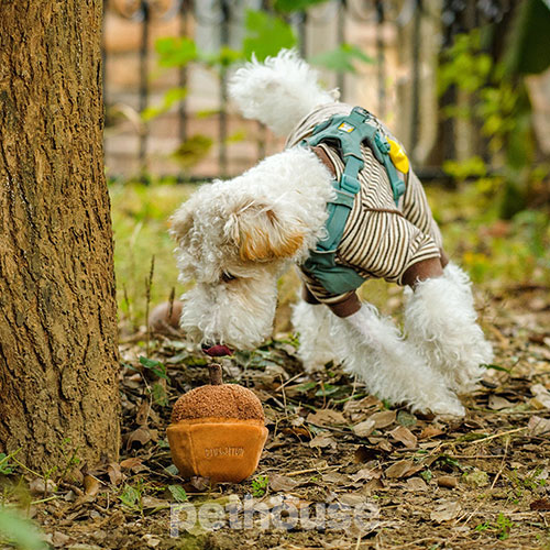 Chewffon Пошукова іграшка "Жолудь" для собак і котів