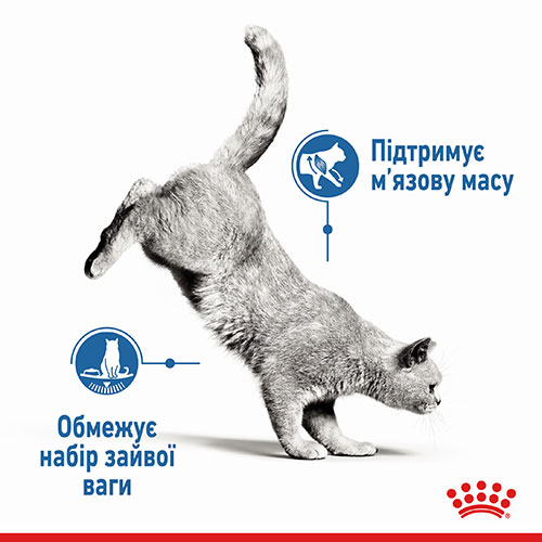 Royal Canin Паштет з м'ясо та м'ясні субпродукти для дорослих котів