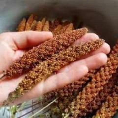 Буся Чумиза в колосках для канарок, папуг та інших декоративних та співучих птахів - уп.50г (4 колоска)