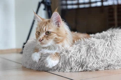 Happet Плюшева лежанка для котів, XS, сіра (40 см)