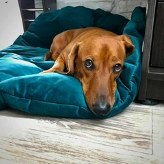 Без бренда Лежанка для котів та собак дом