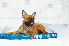 Чохол для лежанки WAUDOG Relax, малюнок "Абстракція", розмір S, 55х40 см (1308-0104)