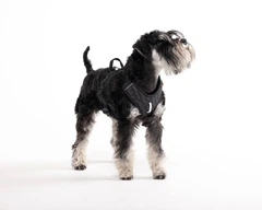 Шлейка для собак Woolly Wolf Roam Harness Black Ripple пом'якшена XS