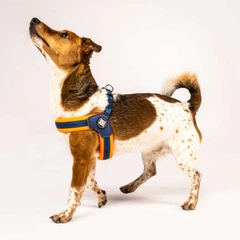 Max & Molly Urban Pets Шлейки для собак Max & Molly Q-Fit Harness Matrix Orange помаранчевого кольору, S