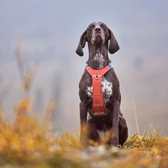 Шлейка для великих порід собак Hurtta Rover Harness Помаранчевий 55-70