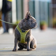 Шлея для собак Dog Copenhagen Comfort Walk Go Harness зелена (Xxs)