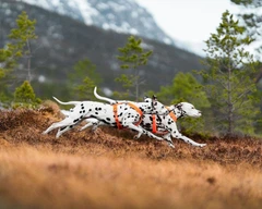 Non stop dogwear Шлейка для собак Line harness 5.0 Non-stop dogwear Помаранчевий 1