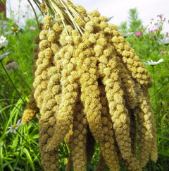 Ecofood Ласощі