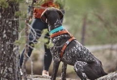 Анатомічна шлейка для собак Hurtta Casual Y-harness 90-100 Коричневий