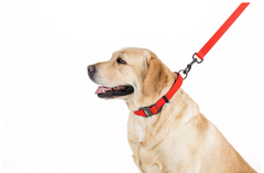 Повідець для собак водостійкий Collar WAUDOG Waterproof 2.5 х 183 см Червоний