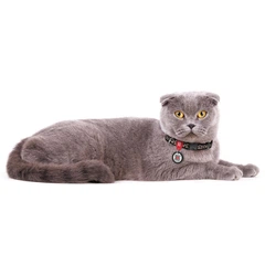 Нашийник для котів та дрібних порід собак нейлоновий WAUDOG Nylon з QR паспортом, малюнок "Леопард", пластиковий фастекс, XS, 20-30 см, 10 мм