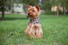 Happet Нашийник з бантиком для собак, чорний.