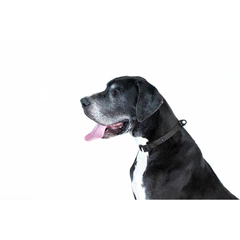 Collar Нашийник EVOLUTOR, регульований універсальний розмір (Ш 25 Д 25-70 см) чорний