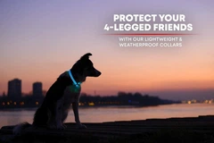 Collar Водостійкий яскравий світлодіодний нашийник для собак Illumiseen USB Rechargeable для нічних прогулянок з домашніми тваринами -
