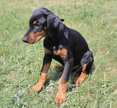 Шкіряний нашийник для собак Lockdog M(30-44 см) (zoo0005350)