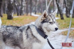 Нашийник KareLine посилений нейлоновий з пластикової пряжкою і світловідбиваючим кантом 25 мм 430-470 мм Сірий