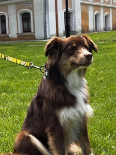 Нашийник для собак нейлоновий WAUDOG Nylon з QR паспортом, світловідбивний, малюнок "Бетмен Ескіз", пластиковий фастекс, розмір S