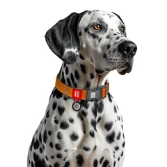 Collar Нашийник для собак нейлоновий WAUDOG з QR паспортом, S, Ш 15 мм, Довжина 25-35 см оранжевий
