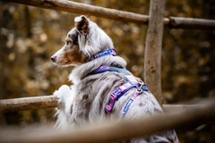 Non stop dogwear Нашийник для собак Non-stop dogwear Trail quest collar RP signature edition Фіолетовий / Рожевий L